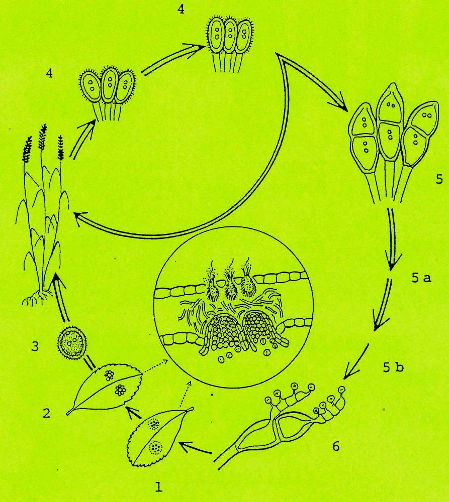 UREDINALES Puccinia