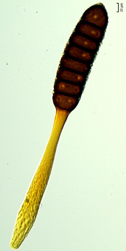 Phragmidium Rod jednodomých rzí na druzích z čeledi