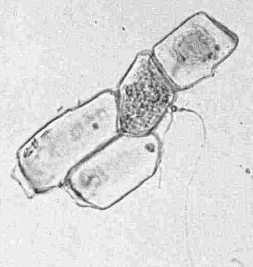 rostliny. Tyto výsledky jsou ve shodě s prací (Vralstad et al. 2002b), kteří pozorovali schopnost M. bicolor tvořit ErM. I tato mykorhizní houba, stejně jako C.