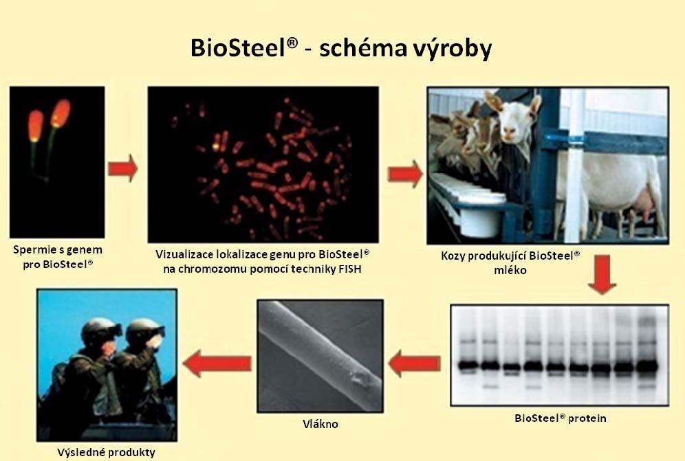 UTB ve Zlíně, Fakulta technologická 43 Obr. 27. Výroba Biosteelu [59] Obr. 28. Pavoučí vlákno [60] 3.2.5.2. APLIKACE BioSteel má podobné vlastnosti jako kevlar, ale je téměř třikrát pevnější.