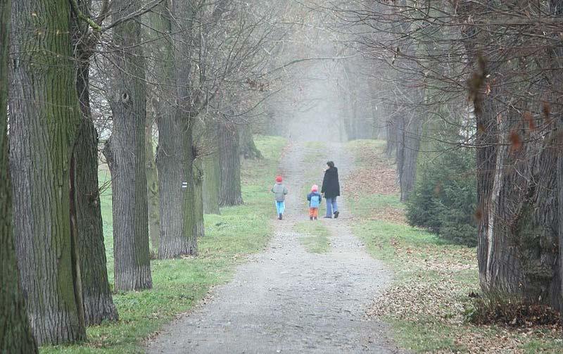 holý pískovec v tmavých a vlhkých jeskyních, roste také pod převisy skal, ve štěrbinách a voštinách, kde zpravidla nemá konkurenci dalších druhů rostlin.