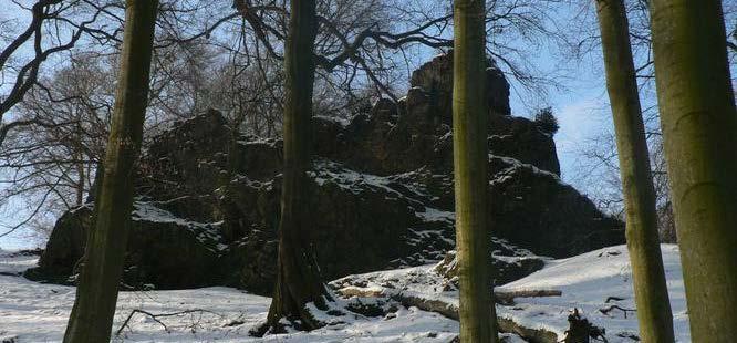 sopečných horninách rostou bukové porosty, na pískovcích borovice. Jedna z mála lokalit tesaříka alpského (Rosalia alpina) v ČR.