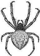 Dravé ploštice: lovčicovití (Nabidae), hladěnkovití (Anthocoridae) Predátoři drobných hmyzích druhů a roztočů Některé druhy se používají v biologické ochraně