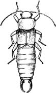 Některé druhy lze využít v biologické ochraně rostlin U některých druhů se vyvinula značná tolerance k řadě pesticidů, což jim předurčuje úspěšnost v