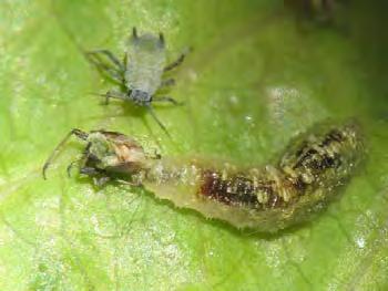erqsaahximi8hwr8fxtcn32xwnz7ndk8wclcb/s640/pomegranate-bugs-shiju-sugunan-craniumbolts.jpg http://apps.rhs.org.