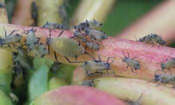 http://aphid.aphidnet.org/hyadaphis_foeniculi.php http://www.naturalis-historia.