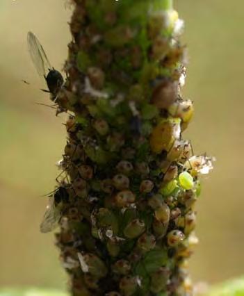 hyadaphis/hyadaphis-foeniculi/ https://www6.inra.fr/encyclopedie-pucerons/especes/pucerons/hyadaphis/h.
