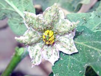 https://www6.inra.