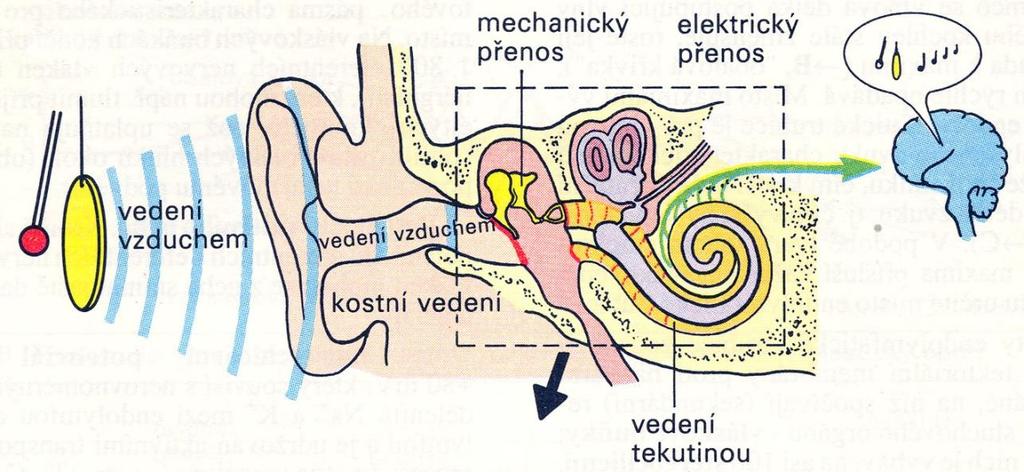 Příjem a vedení zvuku Minimální výchylka bubínku 0,1Å (angstrom = 0.