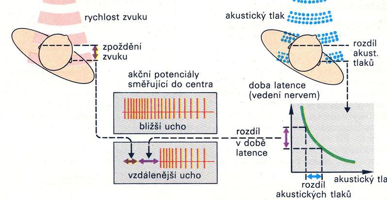 Lokalizace směru zvuku zpoždění zvuku doba latence čím menší