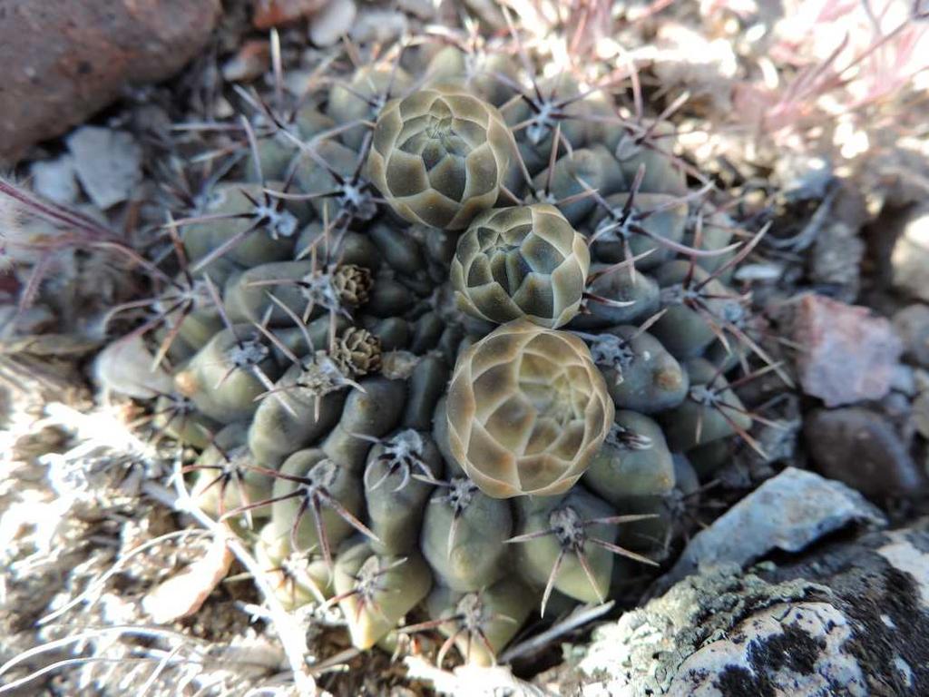 chubutense, KL13-004, mezi Choele Choel a Velcheta G. gib.