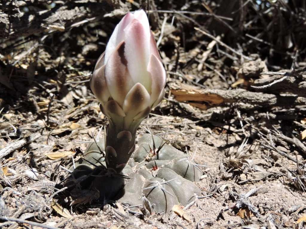Gymnocalycium gibbosum var.