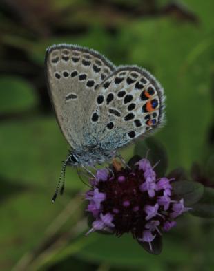 Z hlediska výzkumných aktivit bylo za poslední dobu nejrozsáhlejší mapování výskytu motýlů na území CHKO Brdy v letech 2014 2016 a celostátní studie rozšíření a biotopových preferencí ohrožených