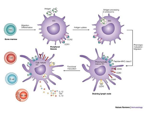 Změny v celulární imunitě -Dc Úkolem dendritických buněk je zpracovat a prezentovat antigenní materiál.