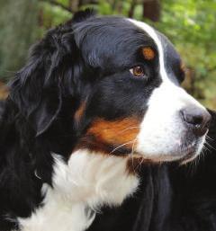 CALAMITY CAYENNE Bermondo Bohemia CMKU/BSP/7634/09/14 nar. 31. 7.