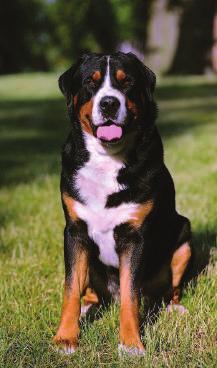 ŠAMPIONI DIAMOND BARROW Golden Bohemica Croatian Kennel Club udělil dne 3. 3. 2015 titul CROATIAN BEAUTY CHAMPION Slovene Kennel Club udělil dne 21. 2. 2016 titul SLOVENIA CHAMPION Polish Kennel Club udělil dne 6.