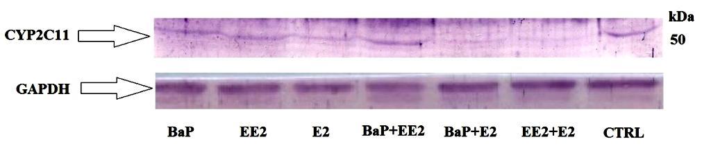 oxidace Sudanu I takřka nedocházelo. Tato zjištění tedy korespondují s výsledky získanými metodou Western blot (obrázek 11, str. 41).