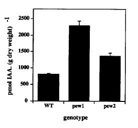 10 Tabák: mutanti pew1 a pew2 defekt v syntéze chromoforu Arabidopsis: mutant red1 - defekt