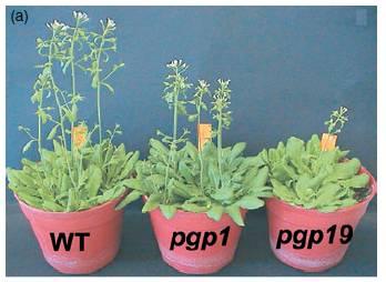 Cassete; transmembránové glykoproteinové transportéry;