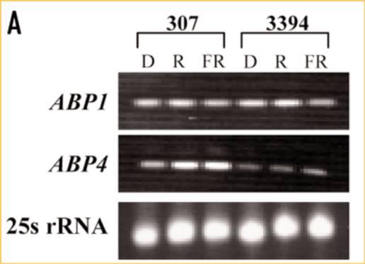 30 Světlo reguluje expresi genů a/nebo proteinu ABP1 a ABP4 v kukuřici BL inhibuje expresi ABP1 v koleoptiĺe starého hybridu kukuřice 307.