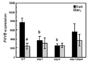 32 Bílé světlo redukuje expresi genu pro fytochrom B.