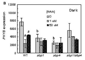 Auxin inhibuje expresi PHYB v etiolizovaných rostlinách, a to