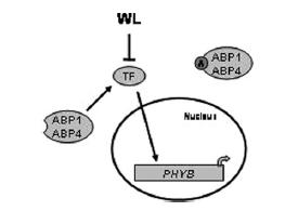 De-etiolizace (= inhibice růstu) + Auxin: Exprese PHYB