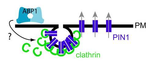Negativní účinek auxinu na internalizaci PIN1 proteinů je zprostředkován ABP1.