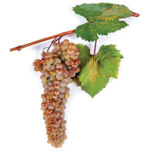 Obrázek 16 Odrůda Rkatsiteli, zdroj: www.gotswines.