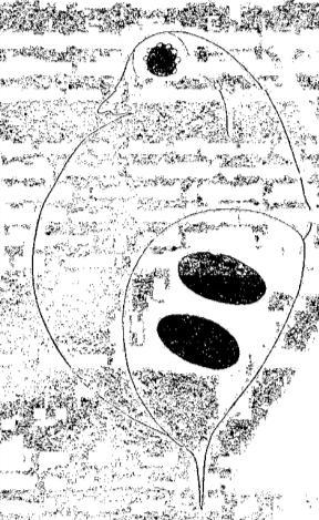 obtusa Dosavadní poznatky o líhnutí diapauzujících stádií perloočky Daphnia obtusa Má práce navazuje na diplomovou práci J.