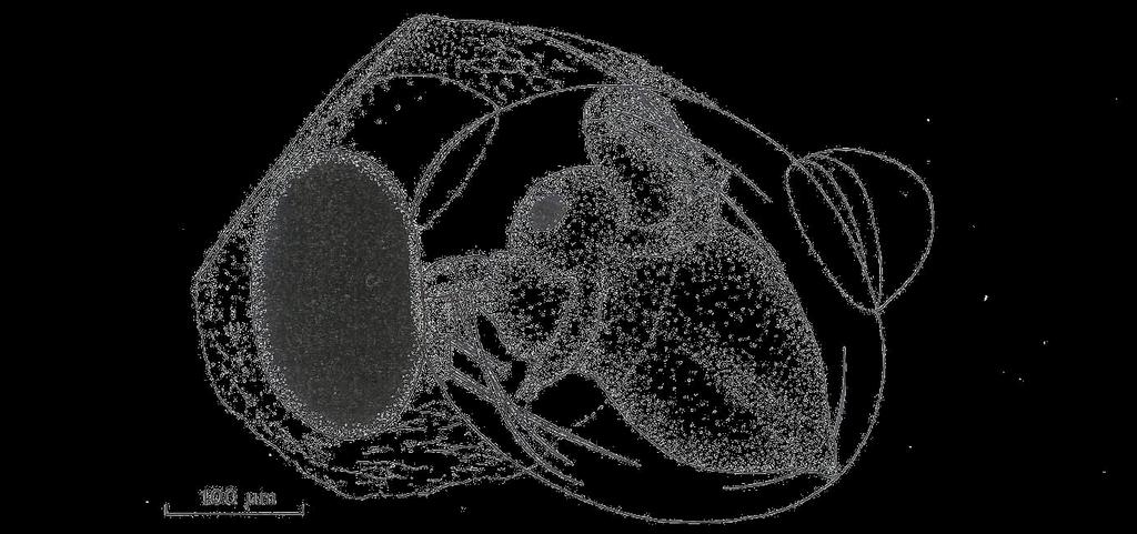 byl přímý vývin z trvalého vajíčka v aktivního jedince, druhým byl vývoj pouze do stádia těsně před vylíhnutím (tj. neonata, která je ještě uzavřena v embryonální průhledné membráně, obr. 9., 10.