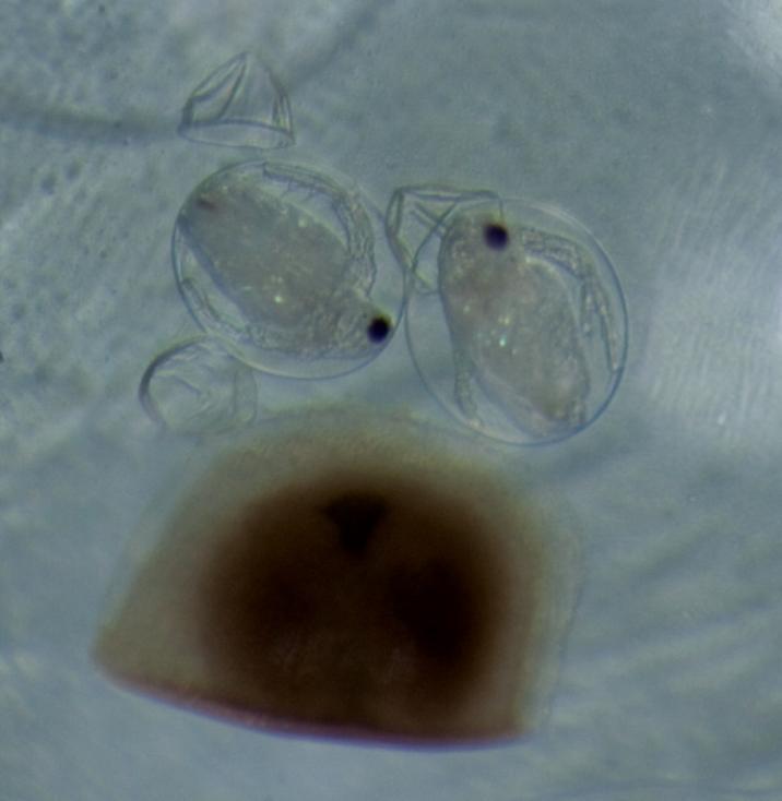 Daphnia obtusa uzavřené v