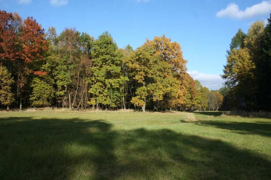 Obr. 4. Obora Březka, mýtina a okolí rybníka severovýchodně od hájovny s dominantou Urtica dioica.