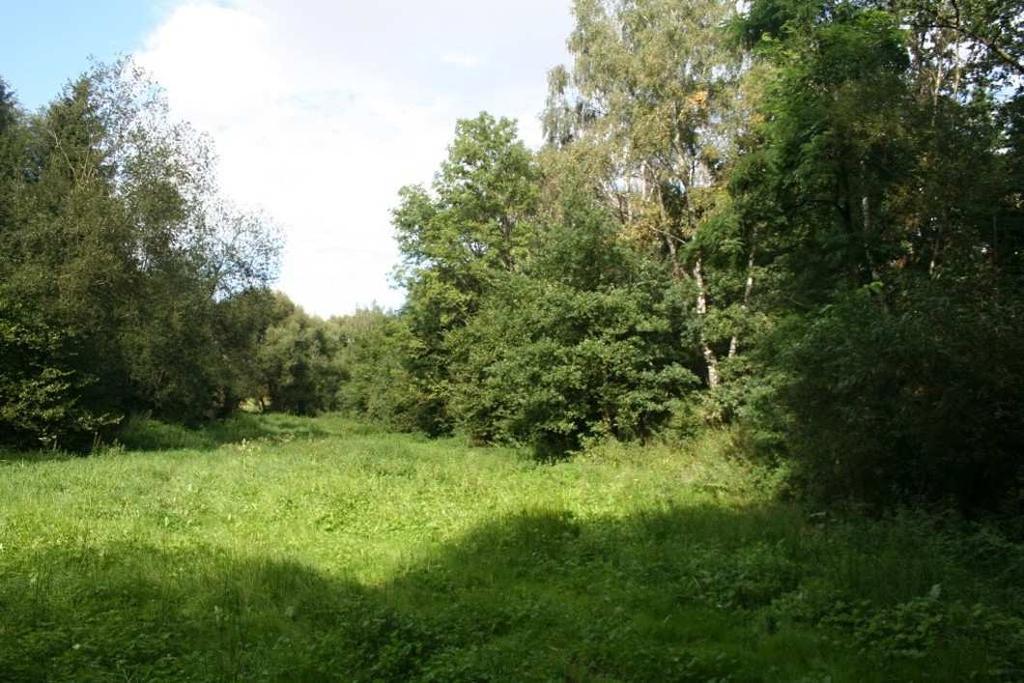 Remízy u bažantnice (lokalita vypouštění zajíců) Jedná se o akátinu s příměsí břízy a jasanu (Obr. 7.). Na vlhkém okraji rostou i vrby (Salix alba, S. fragilis, S. triandra).