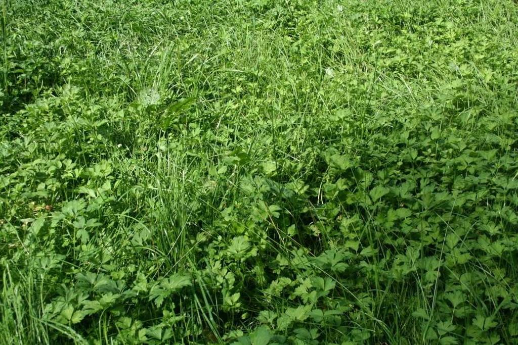 Obr. 8. Vlhká psárková louka s dominantním pryskyřníkem plazivým (Ranunculus repens).