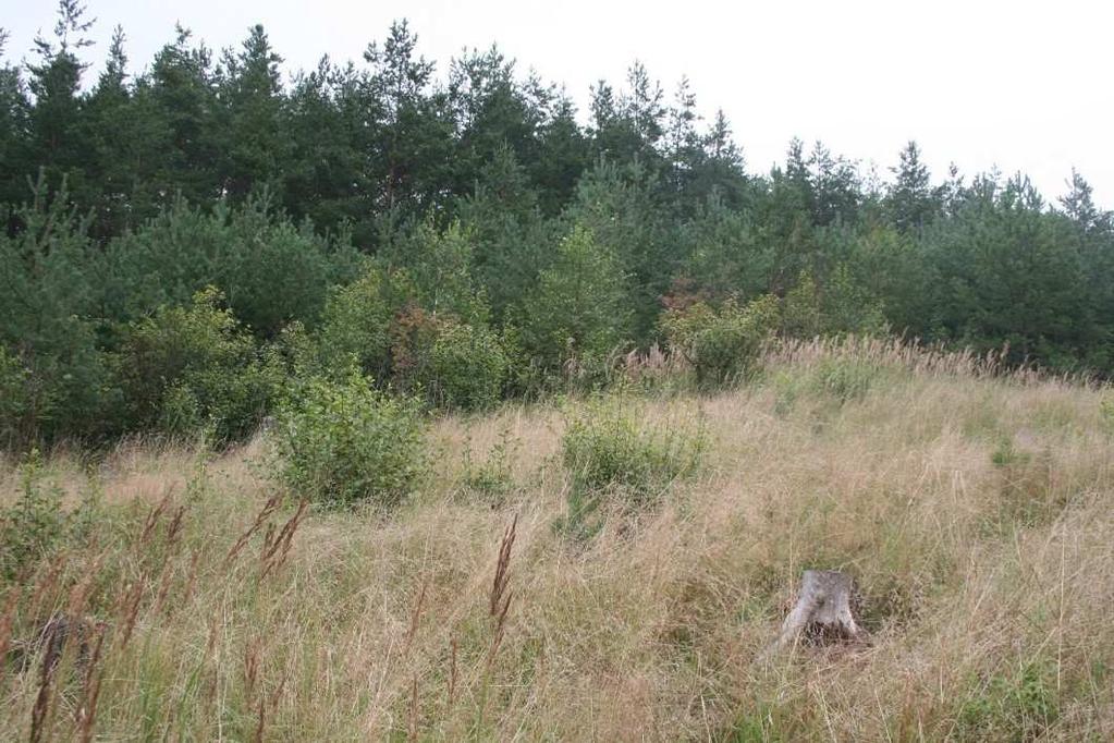 Obr. 9. Paseka v zatáčce silnice zalesněná smrkem s dominancí třtiny křovištní (Calamagrostis epigejos). 3.