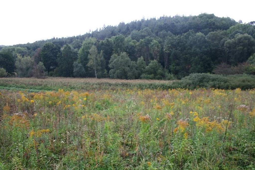 Obr.10. Vinařice, údolí přítoku Knovízského potoka u bývalého železničního nádraží Vinařice se Solidago canadensis a Daucus carota, v pozadí rákosin.