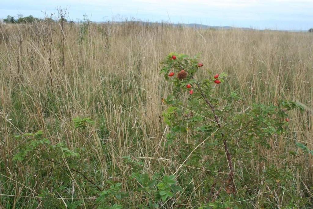 Obr. 19. Letiště Brno, nástup keřů Rosa sp. 3. 2. Zvěř zařazená do pokusu, telemetrie Telemetricky mělo být podle plánu projektu označeno celkem 35 až 40 kusů zaječí zvěře.