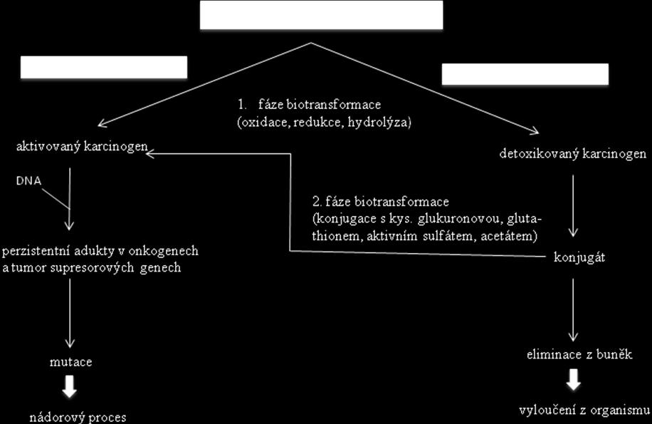 interakcemi. Mezi epigenetické karcinogeny řadíme látky označované jako interkalátory, které jsou schopné vmezeřit se do dvoušroubovicovité struktury DNA [11]. Obr.