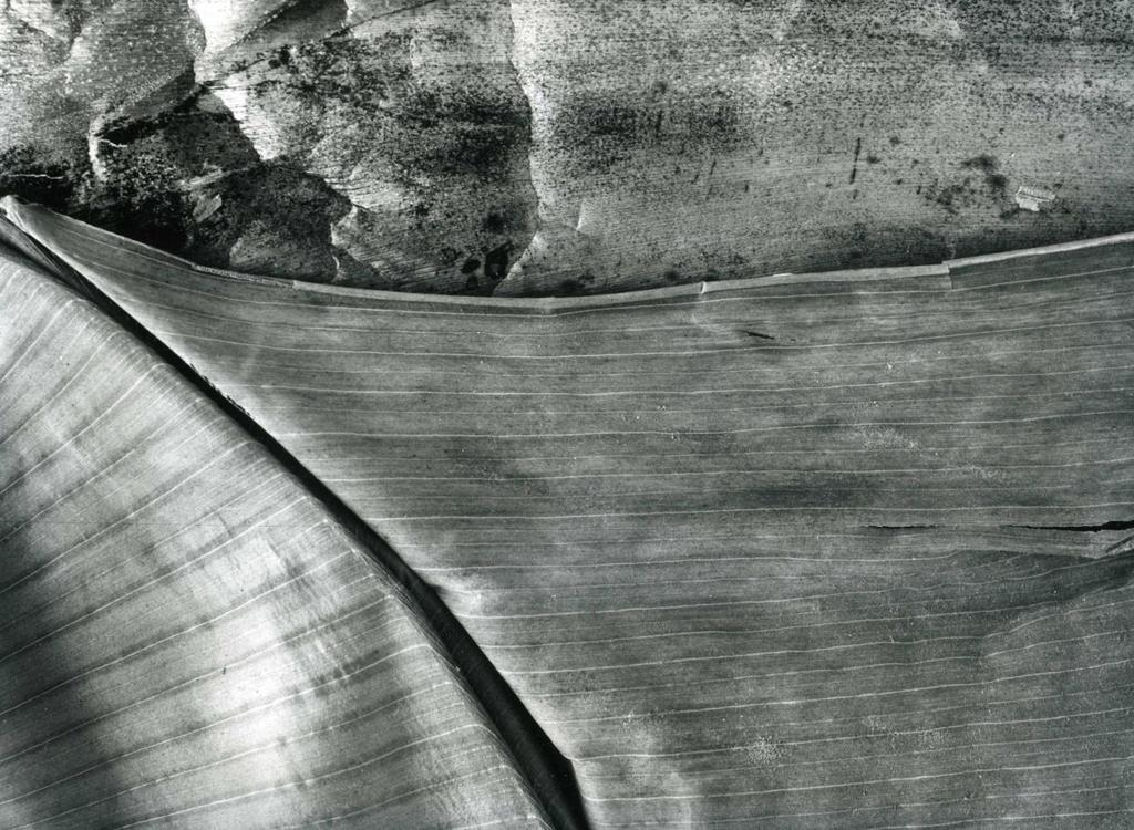 24 tónované fotografie se vyznačují velkou škálou nejrůznějších tonalit časté úpravy povrchu mat, lesk, imitace textury textilu, atd. variabilní je gramáž papíru dokument, papír, karton od r.