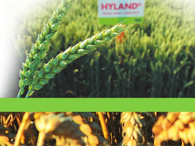 DOPORUČENÍ PRO PĚSTITELE HYBRIDU Je to velmi plastický hybrid s vysokou tolerancí k různým půdně-klimatickým podmínkám. Lze jej tak pěstovat i na pozemcích téměř nevhodných pro pšenici ozimou.