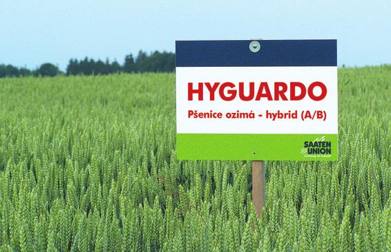 Výběr odrůdy hybridní pšenice. Vybíráte dle ranosti? V letošním roce můžete vybírat z šesti odrůd hybridní ozimé pšenice SAATEN-UNION. Každá je jedinečná a má unikátní soubor vlastností.