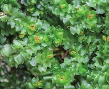 6 Lupenitá stélka terčoplodku šafránového (Solorina crocea) s hnědými terčovitými plodnicemi (5 mm v průměru) souborná zpracování bryoflóry vrcholových partií Krkonoš na české straně (Kučera a kol.