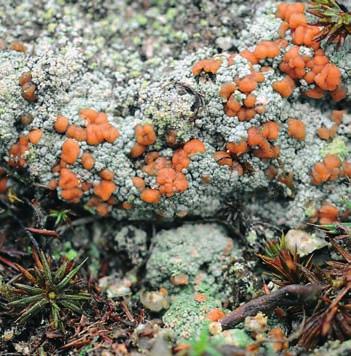 19 20 21 22 23 24 rezavě zbarvená drobnovýtruska rezavá (Acarospora sinopica, obr. 17) nebo šálečka rezavá (Lecidea silacea, obr. 18). Obě se v Obřím dole vyskytují hojně i na dalších místech, např.