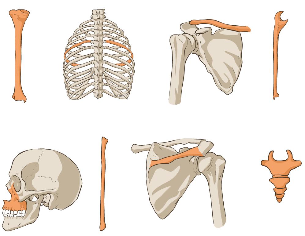 1 2 3 4 5 6 7 8 01 02 03 04 05 06 07 fractura spinae scapulae dextrae 08 7.