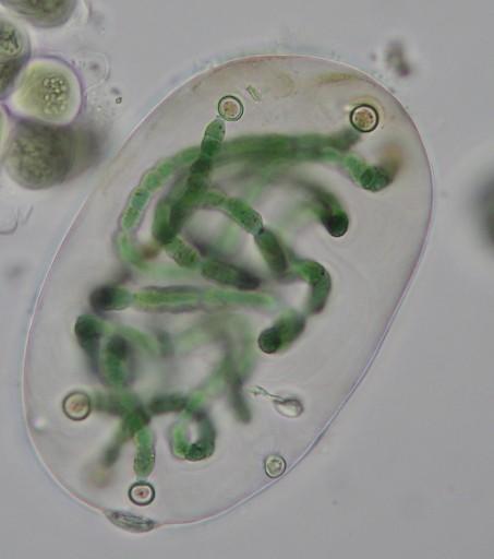 Nostoc