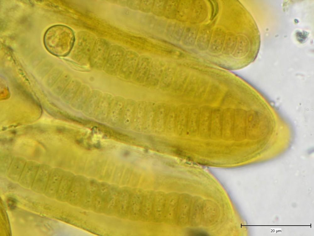 Tolypothrix
