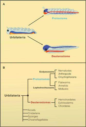 Evolutionary Relationships among Animals (A) Urbilateria is the