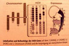 Hox geny uspo'ádány v genomu v kompaktních shlucích, v rámci nich% jsou jednotlivé geny se'azeny p'esn& v po'adí v jakém se exprimují na p'edozadní ose individua, resp.