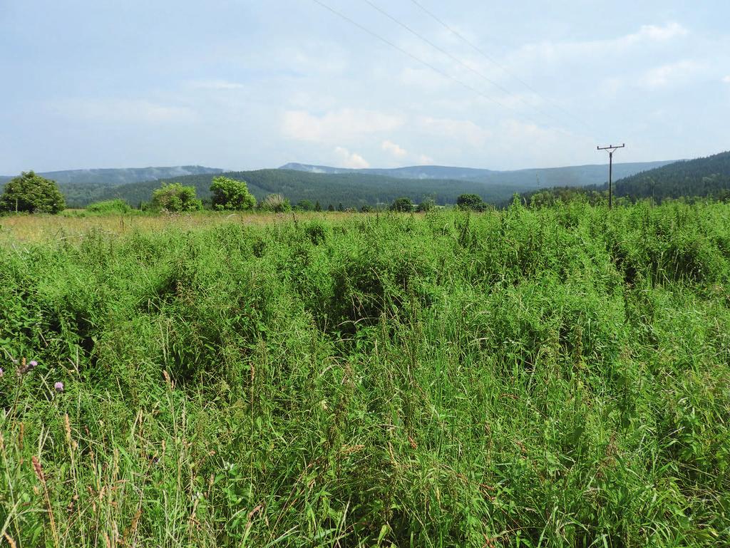 Obr. 2. Trvale nesečené nitrofilní lado na sledované lokalitě u obce Srní, 27. 7. 2016. Foto J. Vlček. Fig. 2. Unmanaged nitrophilic stand at the study site near the Srní village, 27 July 2016.